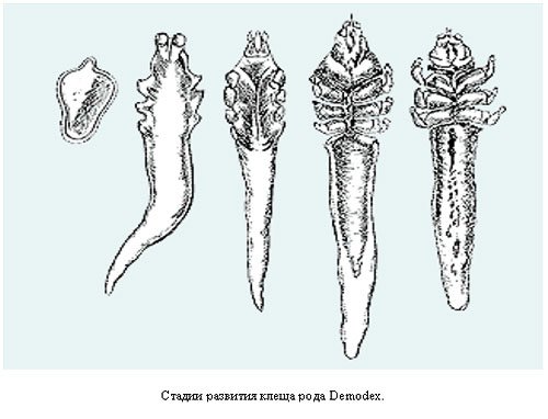 слабительная диета при геморрое