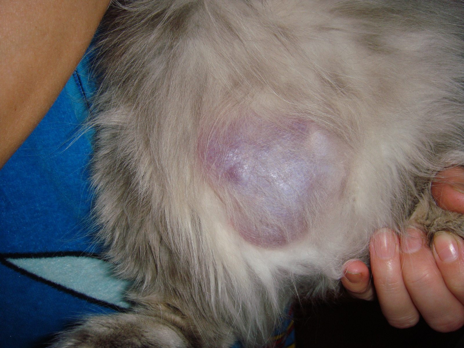 Заболевания печени у кошки: симптомы, лечение - kalotiregs