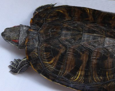 У красноухой черепахи слазит кожа У красноухой черепахи слазит кожа