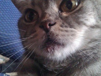 У моего кота прыщи на У моего кота прыщи на