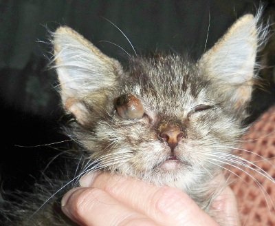 Гноится глазик у кота чем лечить в домашних условиях