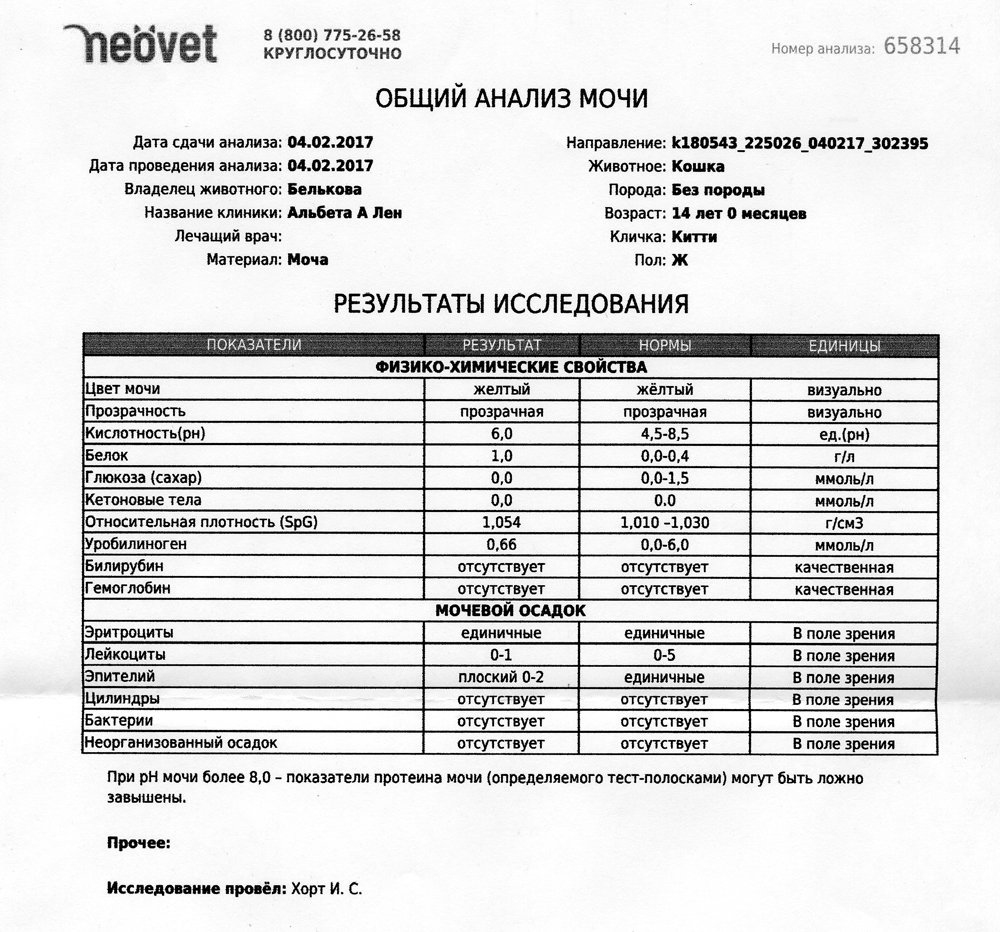 Лейкоциты в моче 3000 у беременной 74