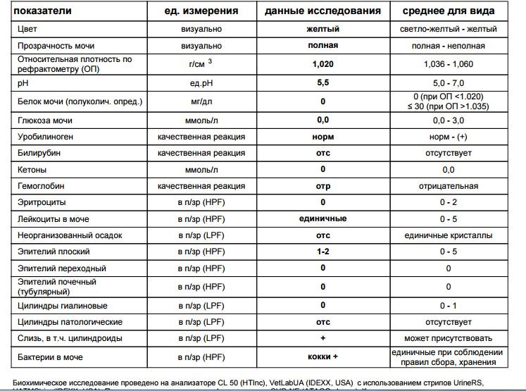 Бактерии в моче у беременной что значит 29