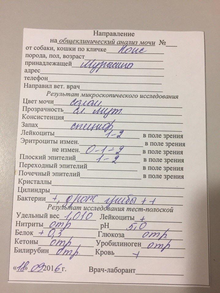Хороший анализ мочи беременной 76