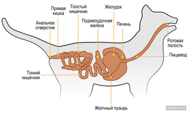 Особенности питания кошек