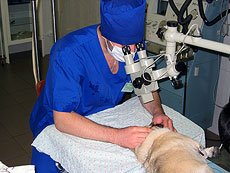Наш ветеринарный офтальмолог Константиновский делает операцию на роговице
