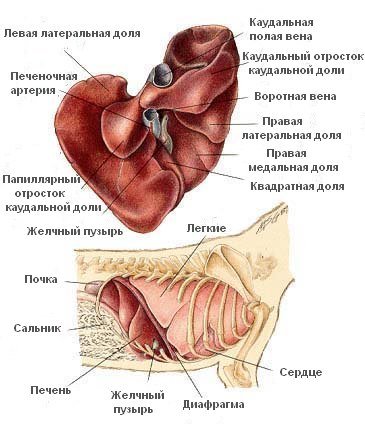 как и где найти диетолога в ульяновске