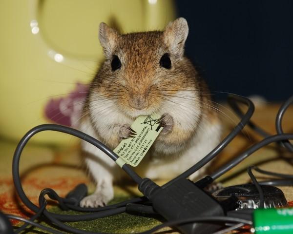 http://www.zoovet.ru/pet/16060.jpg