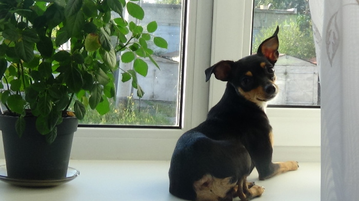 Чайная беседка