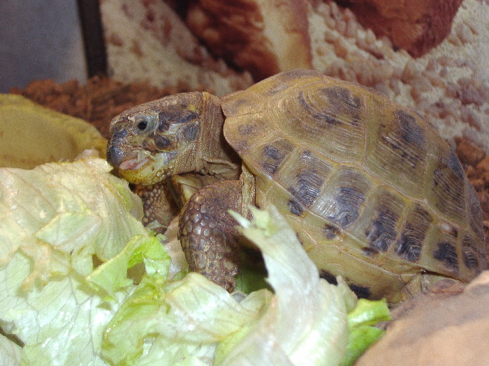 Чем кормить и поить черепаху в домашних условиях