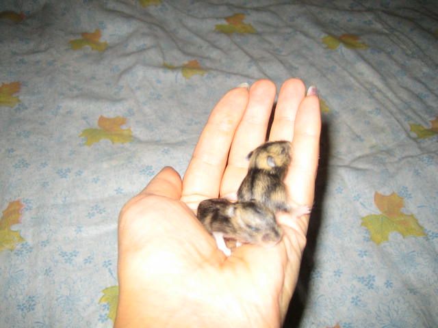 Детки джунгарского хомяка.