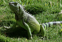 http://www.zoovet.ru/pet/iguana_nast3.jpg