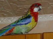 http://www.zoovet.ru/pet/m4561.jpg