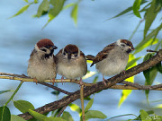 http://www.zoovet.ru/pet/m5265.jpg
