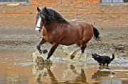 http://www.zoovet.ru/pet/m6418.jpg