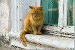 Кот на улице города Боровска (Фото: Артём Мочалов)
