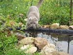 Котя на воле (топиться или не стоит)