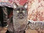 Котик Барон.

Барону где-то 7 месяцев, мы его подобрали на улице и поэтому не знаем породистый он или нет. Но по выходкам - уж очень королевских кровей. 

Помогите, пожалуйста, узнать какой породы наш котик. 

Фото прислала Мария, из г. Губкина. (Maria-Margo). 