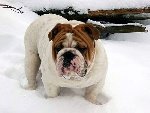 ���� - ���������� ������� �� ��������� �������-������� (http://www.dogabsolute.com)
