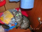 Котика зовут Бакс. Ему 1,5 годика.
Фото прислала Ирина