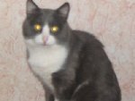Кот (сибирский валенок) ему 16 лет зовут Шурка!!!

Фото прислала Татьяна.
