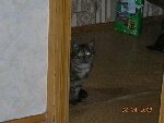 Кот Бакс. 
Фото прислала Ирина