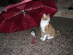 Кот Рыжок и котенок. это их второй день вместе. 
Фото прислала Лена