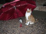 Кот Рыжок и котенок. это их второй день вместе. 
Фото прислала Лена