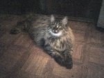 На фото наш кот Чижик (9 месяцев, найденыш, порода: чистокровный дворянин:-)
 
Фото прислала Мария Власова