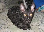 Кота зовут Asiris, порода Корниш рекс, 6 августа ему исполнится 5 мес. Очень ласковый, добрый котенок.  
Фото прислала: Найденова Валерия.