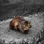 Бродячий кот в Коломне
Фото: Мочалов Артём