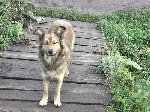 Бродячая собачка в городе Кургане.
Фото прислала Алина