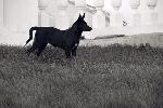 Бродячая собака в усадьбе Архангельское. Фото: Мочалов Артём