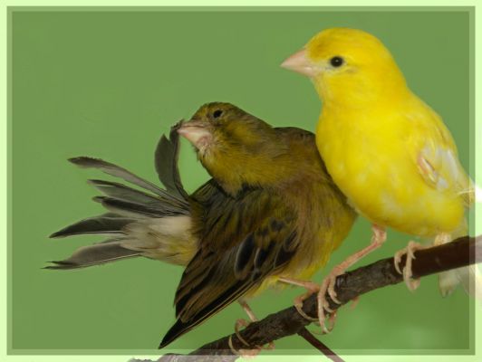 Болезни комнатных птиц и их лечение 2627