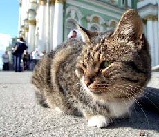 Гепатит у кошек