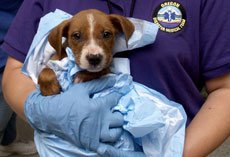 В каких случаях животному требуется скорая ветеринарная помощь?