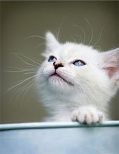 Что нужно знать владельцу о болезнях органов дыхания у животных