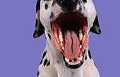 Нарушение смены зубов у собак и кошек