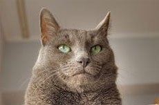 Лимфосаркома. Диагностика и лечение