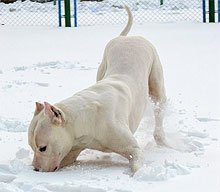 Как подготовить собаку к зиме. 10 советов для владельцев собак.