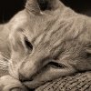 Хилоторакс