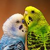 Как кормить мелких и средних попугаев
