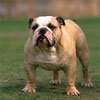   (Bull-dog)