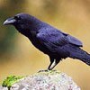 ������ ����� (Corvus Corax)