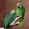 Нормы и правила кормления зерноядных попугаев.