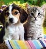 Микоплазмоз у собак и кошек: симптомы, лечение