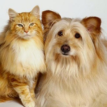 Криптоспоридиоз у кошек и собак