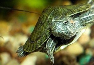 Натуральный рацион для пресноводных черепах