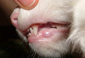 Анемия у котят