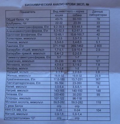 Карликовый Пудель Почечная Недостаточность Диета